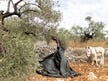 Conflict armat în Israel: coloniști și soldați încearcă să blocheze recolta de măsline palestinienilor