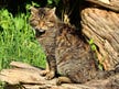 Felidele sălbatice din Europa au evitat pisicile domestice timp de 2.000 de ani