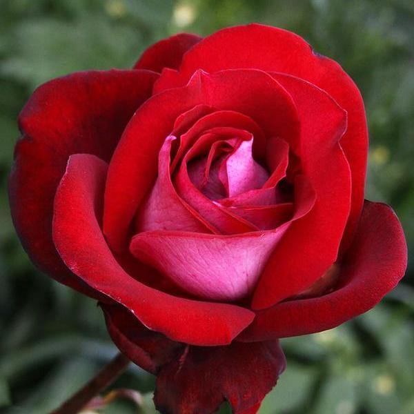 Cei mai faimosi trandafiri – 4 tipuri de trandafir – Revista Antreprenorului